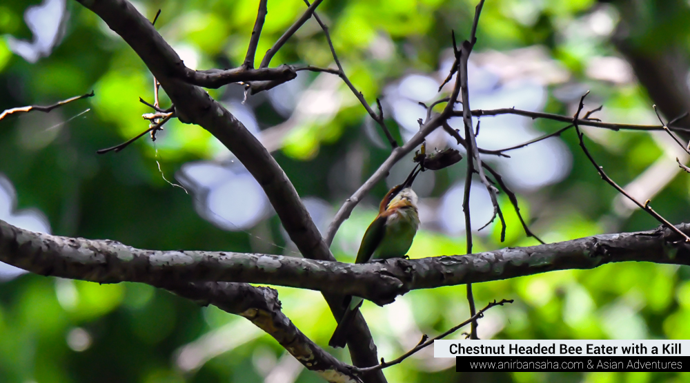 Chestnut headed bee eater,pangot sattal birding, pangot sattal blog, uttarakhand tourism, uttakhand birding