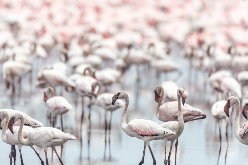 flamingos in mumbai