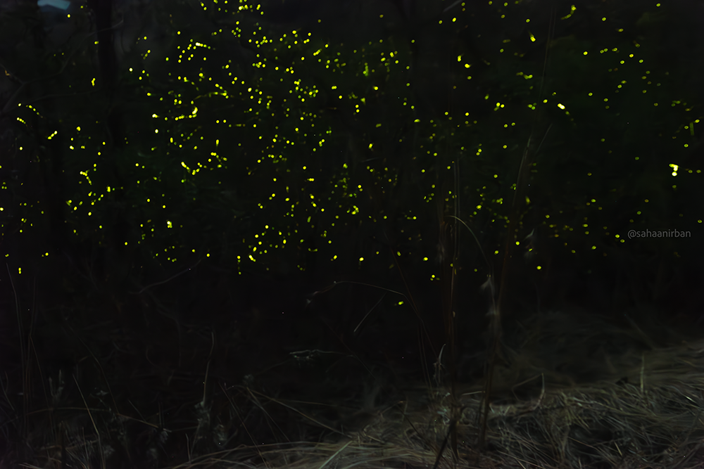 fireflies in bhandardara, fireflies in purushwadi